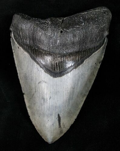 Venice Megalodon Tooth - Great Blade #12190